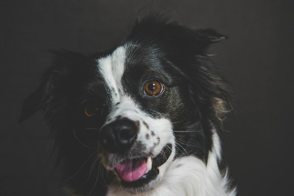 Les peluches pokémon incontournables à collectionner absolument !