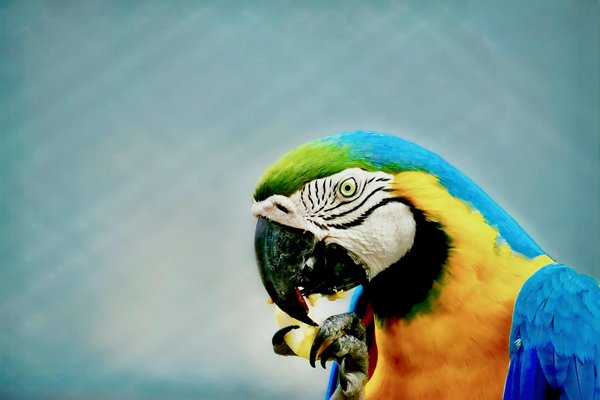 Maine coon tortie : un mélange fascinant de beauté et de caractère