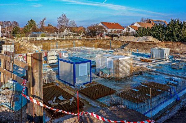 Le chat Chartreux : Portrait d'une race fascinante