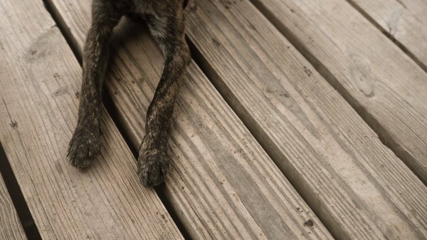 Préparation à l'arrivée d'un chiot : Liste de contrôle