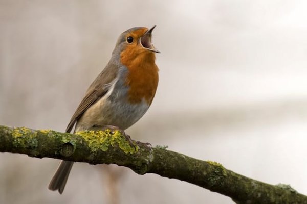 Comment préparer votre maison pour accueillir un oiseau