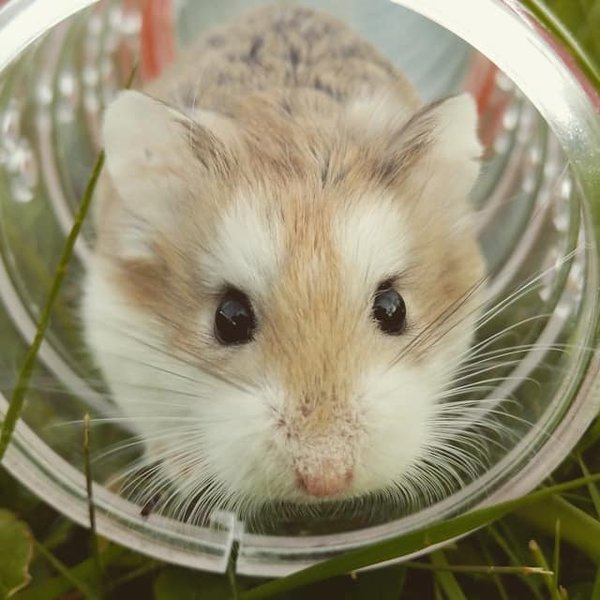 Comment comprendre et gérer le comportement nocturne des hamsters ?