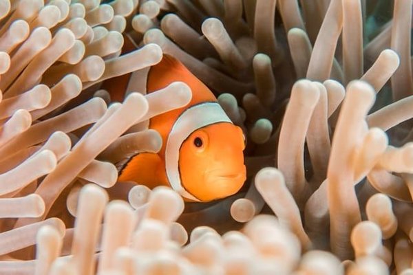 Comment les poissons-clowns cohabitent-ils avec les anémones de mer ?
