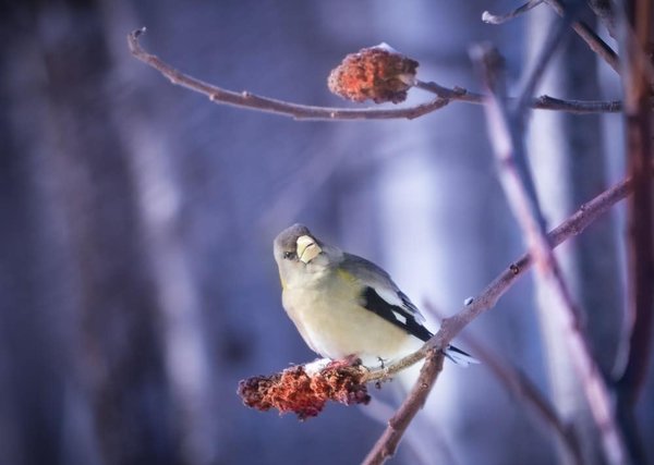 Les oiseaux du paradis : des danseurs talentueux de la forêt tropicale